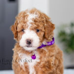 Lisa | Ruby Poodle for sale