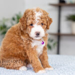 Lisa | Ruby Poodle for sale