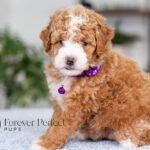 Lisa | Ruby Poodle for sale