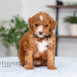 Loren | Ruby Poodle for sale