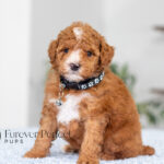 Loren | Ruby Poodle for sale