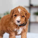 Loren | Ruby Poodle for sale