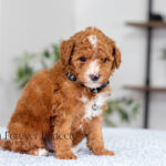 Loren | Ruby Poodle for sale