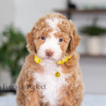 Lucy | Ruby Poodle for sale