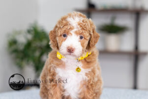 Lucy photo 2