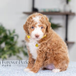 Lucy | Ruby Poodle for sale