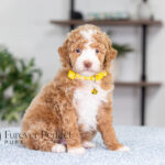Lucy | Ruby Poodle for sale