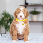 Lucy | Ruby Poodle for sale
