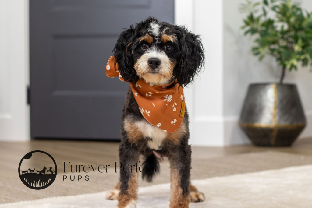 Muffin Bernedoodle Mom (2)