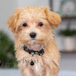 Nixon | Ruby Maltipoo for sale