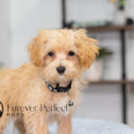 Nixon | Ruby Maltipoo for sale