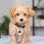 Nixon | Ruby Maltipoo for sale