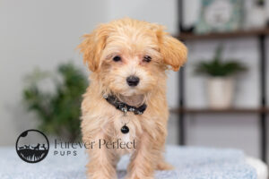 Nixon Male Maltipoo