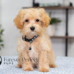 Nixon | Ruby Maltipoo for sale