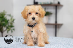 Nixon Male Maltipoo