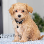 Nixon | Ruby Maltipoo for sale