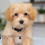 Nixon | Ruby Maltipoo for sale