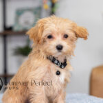 Nixon | Ruby Maltipoo for sale