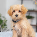 Nixon | Ruby Maltipoo for sale