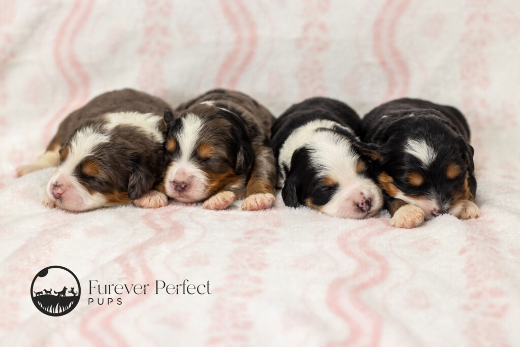 Female Puppy