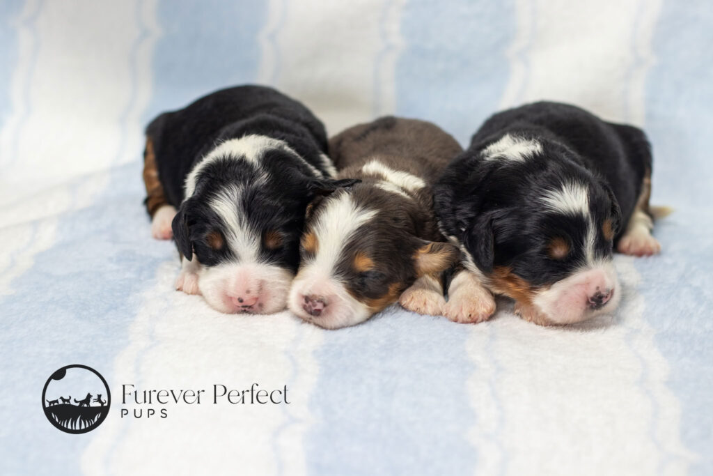 Male Puppy