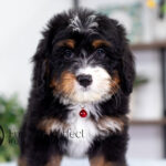 Rex | Tri Bernedoodle for sale
