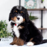 Rex | Tri Bernedoodle for sale