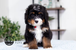 Rex Male Bernedoodle