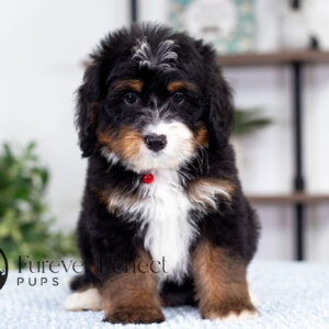 Rex Bernedoodle Puppy (3)