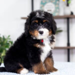 Rex | Tri Bernedoodle for sale