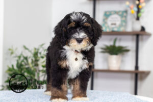 Rocky Male Bernedoodle