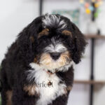 Rocky | Tri Bernedoodle for sale