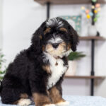 Rocky | Tri Bernedoodle for sale