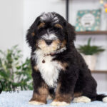 Rocky | Tri Bernedoodle for sale