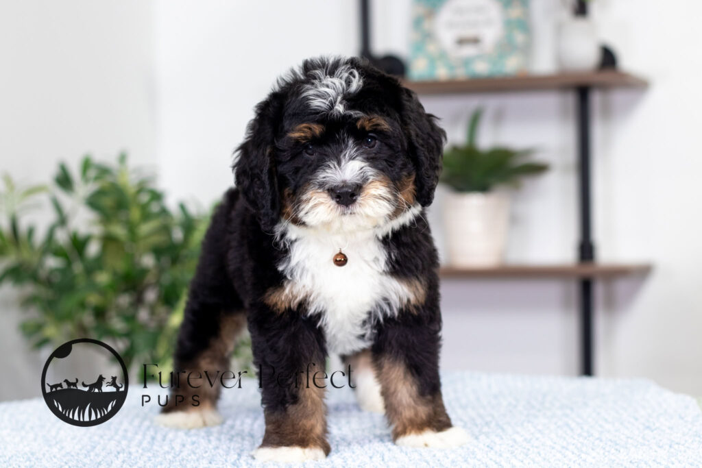 Rocky Bernedoodle Puppy (1)