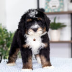 Rocky | Tri Bernedoodle for sale