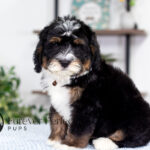 Rocky | Tri Bernedoodle for sale