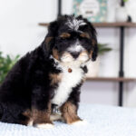 Rocky | Tri Bernedoodle for sale
