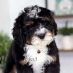 Rocky | Tri Bernedoodle for sale