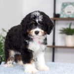 Rosie | Tri Bernedoodle for sale