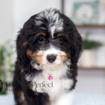 Rosie | Tri Bernedoodle for sale