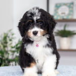 Rosie | Tri Bernedoodle for sale