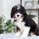Rosie | Tri Bernedoodle for sale