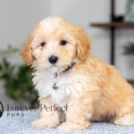 Saber | Cream Maltipoo for sale