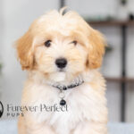 Saber | Cream Maltipoo for sale