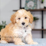 Saber | Cream Maltipoo for sale