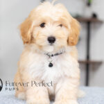 Saber | Cream Maltipoo for sale