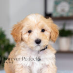 Saber | Cream Maltipoo for sale