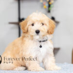 Saber | Cream Maltipoo for sale
