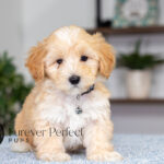 Saber | Cream Maltipoo for sale